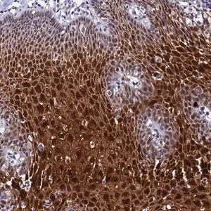 Merck Anti-MTCL1 antibody produced in rabbit