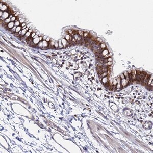 Merck Anti-MOB2 antibody produced in rabbit