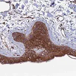 Merck Anti-TMC2 antibody produced in rabbit