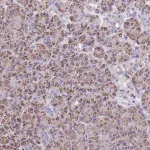 Merck Anti-ELP6 antibody produced in rabbit
