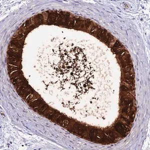 Merck Anti-DEFB132 antibody produced in rabbit