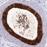 Merck Anti-DEFB132 antibody produced in rabbit