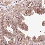 Merck Anti-NDUFAF4 antibody produced in rabbit