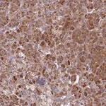 Merck Anti-SNAPC4 antibody produced in rabbit