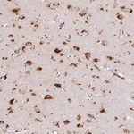 Merck Anti-TMEM229B antibody produced in rabbit