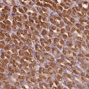 Merck Anti-CCDC159 antibody produced in rabbit