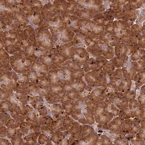 Merck Anti-RPS28 antibody produced in rabbit