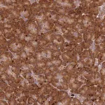 Merck Anti-RPS28 antibody produced in rabbit