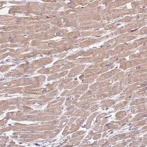 Merck Anti-ZFP57 antibody produced in rabbit