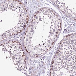 Merck Anti-MRPL36 antibody produced in rabbit