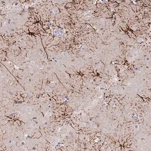 Merck Anti-STK25 antibody produced in rabbit