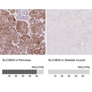 Merck Anti-SLC38A5 antibody produced in rabbit