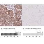 Merck Anti-SLC38A5 antibody produced in rabbit