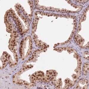 Merck Anti-PHC2 antibody produced in rabbit