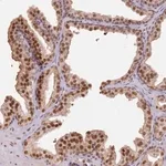 Merck Anti-PHC2 antibody produced in rabbit