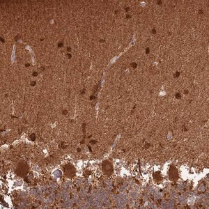 Merck Anti-CNPY1 antibody produced in rabbit