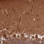 Merck Anti-CNPY1 antibody produced in rabbit