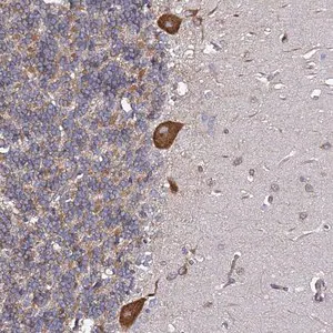 Merck Anti-TPST1 antibody produced in rabbit