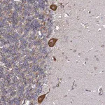 Merck Anti-TPST1 antibody produced in rabbit