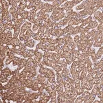 Merck Anti-OAF antibody produced in rabbit