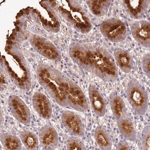 Merck Anti-EXD3 antibody produced in rabbit
