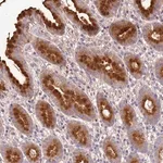 Merck Anti-EXD3 antibody produced in rabbit