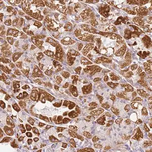 Merck Anti-DEFB116 antibody produced in rabbit