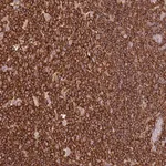 Merck Anti-OR6P1 antibody produced in rabbit