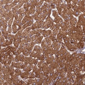 Merck Anti-PHKA2 antibody produced in rabbit