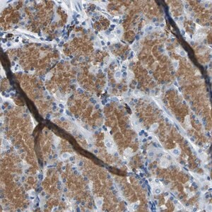 Merck Anti-RPS13 antibody produced in rabbit