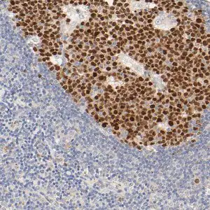 Merck Anti-MEF2B antibody produced in rabbit