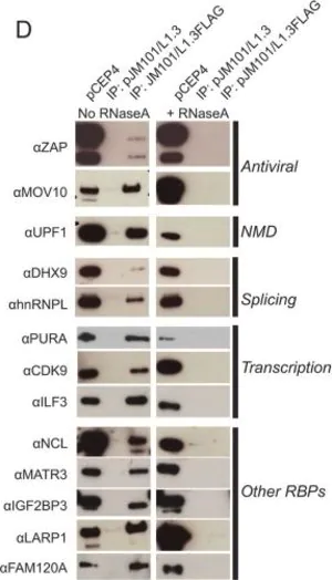 Merck Anti-ZC3HAV1 antibody produced in rabbit