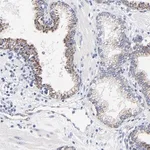 Merck Anti-FBXO10 antibody produced in rabbit