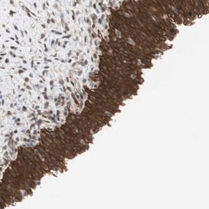 Merck Anti-ZNF512B antibody produced in rabbit