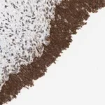 Merck Anti-ZNF512B antibody produced in rabbit