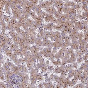 Merck Anti-ST3GAL6 antibody produced in rabbit