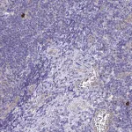 Merck Anti-APOBEC3H antibody produced in rabbit