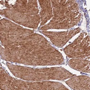 Merck Anti-PHF21A antibody produced in rabbit