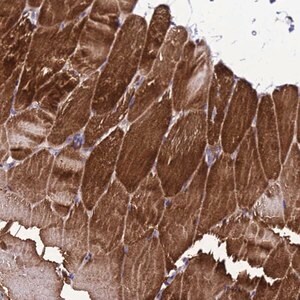 Merck Anti-GZF1 antibody produced in rabbit