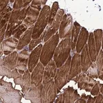 Merck Anti-GZF1 antibody produced in rabbit