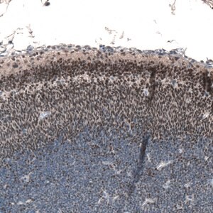 Merck Anti-RCOR2 antibody produced in rabbit