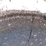 Merck Anti-RCOR2 antibody produced in rabbit