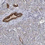 Merck Anti-SLC11A2 antibody produced in rabbit