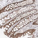 Merck Anti-UBE2E2 antibody produced in rabbit