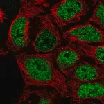 Merck Anti-SP6 antibody produced in rabbit