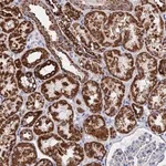 Merck Anti-IFT80 antibody produced in rabbit