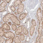 Merck Anti-STK11IP antibody produced in rabbit