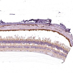 Merck Anti-SLC24A1 antibody produced in rabbit