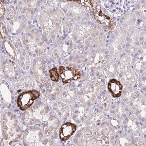 Merck Anti-CARD18 antibody produced in rabbit