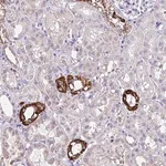 Merck Anti-CARD18 antibody produced in rabbit